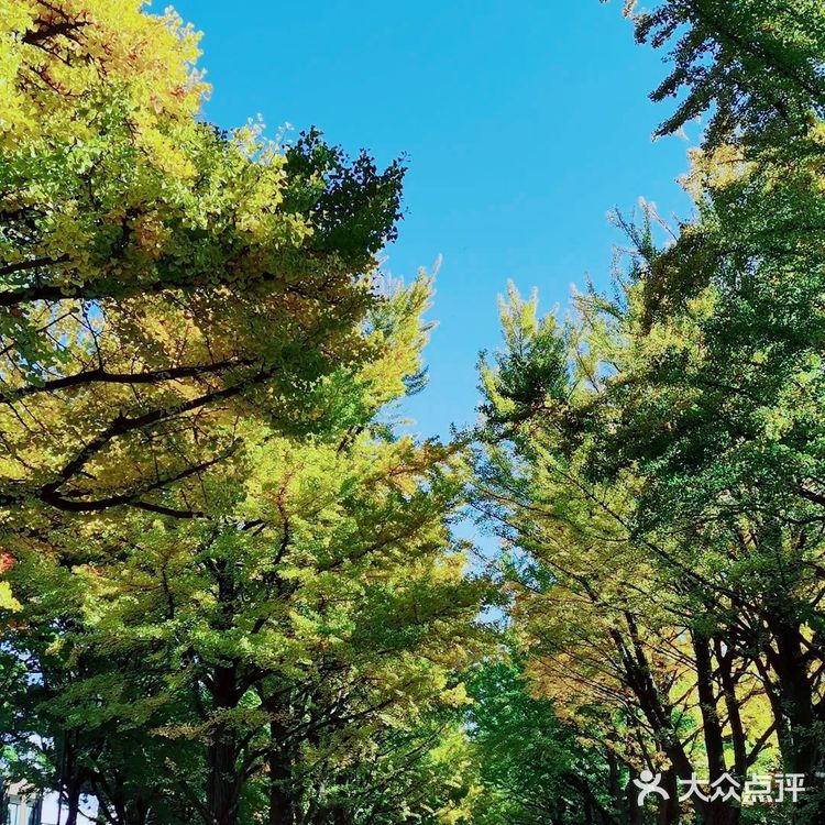 北海道大学赏枫