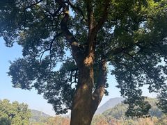 -西湖风景区十里琅珰-五云山