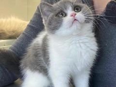 -lincat·猫舍(广州店)