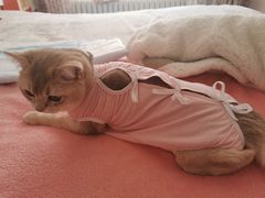 -纳吉亚猫专科动物医院·北北分院