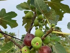 -新塘水果乐园(东洲大道店)