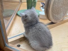 -帕帕拉兹宠物(亚洲旗舰店)