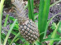 -亚龙湾热带天堂森林公园