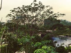 -希尔顿南海酒店·观廊大堂吧·海景下午茶
