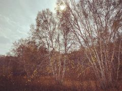 -塞罕坝国家级自然保护区