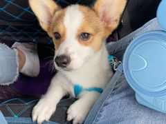 -宠颐生动物医院·心脏科·保险定点(锦阳分院)