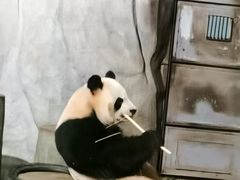 -深圳野生动物园