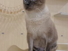 -飞行喵MR PILOT|猫舍·猫咖(静安大融城店)
