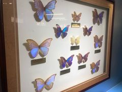 -上海昆虫博物馆