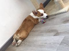 -浣熊柯尔鸭土拨鼠·电玩咖
