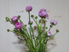 -宝鸡东道花鸟鱼虫市场(吉利花园商场店)