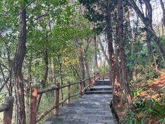 -铁山坪森林公园