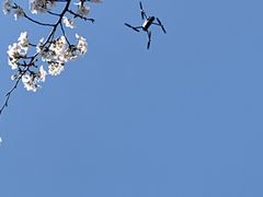 -高东镇樱花园