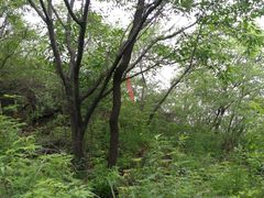 -阳台山自然风景区