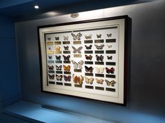 -上海昆虫博物馆