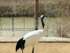 -盐城丹顶鹤湿地生态旅游区