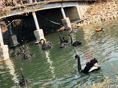 -长白岛森林公园