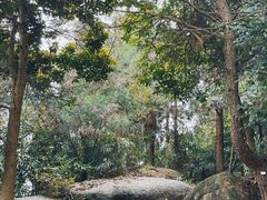 -玉苍山国家森林公园