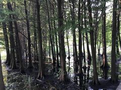 -溱湖国家湿地公园