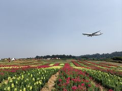 -空港花田景区