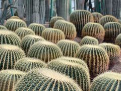 -南山植物园