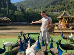 -西双版纳原始森林公园