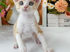 -小猫来了·猫舍(红山六九七九店)
