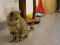 -豆老板的猫咖啡(碑林博物馆店)