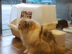-猫大福·Fortune Cat猫舍(百子湾店)