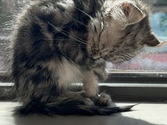 -安安宠医宠物医院·异宠·犬猫内科(岳阳分院)
