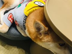 -逗柴咖啡屋·狗咖猫咖宠物桌游