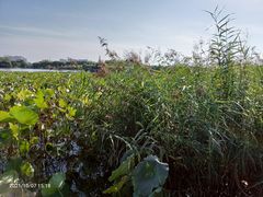 -大兴滨河森林公园