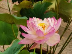-莲花池公园