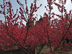 -三圣花乡旅游区