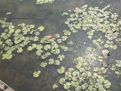 -芒洲湿地公园