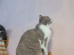 -我爱猫咪·猫咖·狗咖·安哥拉兔·羊驼咖(小寨华旗店)