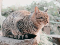 -西湖游船