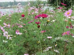 -松山湖南湖湾露营营地