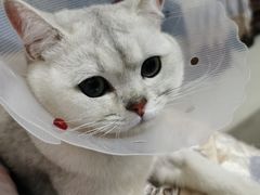 -宠福鑫康馨动物医院·骨科·眼科