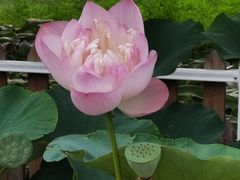 -莲花池公园