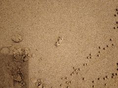 -日照海滨国家森林公园