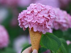-上海滨江森林公园