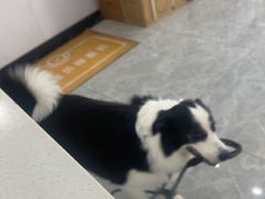 -艾贝尔宠物医院·宠保定点·超声绝育·免疫点(樱花路店)