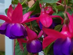 -花鸟鱼虫鲜花绿植市场(玉泉路店)