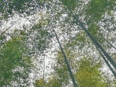 -鸡枕山