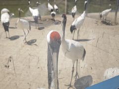 -盐城丹顶鹤湿地生态旅游区