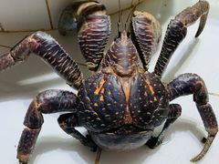 -海盗餐厅