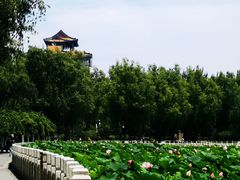 -莲花池公园