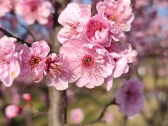 -石塘人家