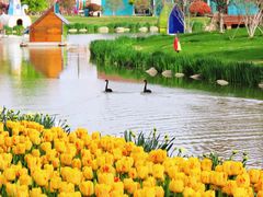 -荷兰花海